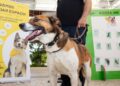 Procuro Melhor Amigo: adopta um cão ou gato em Oeiras e ganha um amigo para a vida