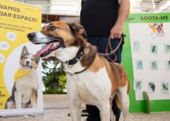 Procuro Melhor Amigo: adopta um cão ou gato em Oeiras e ganha um amigo para a vida