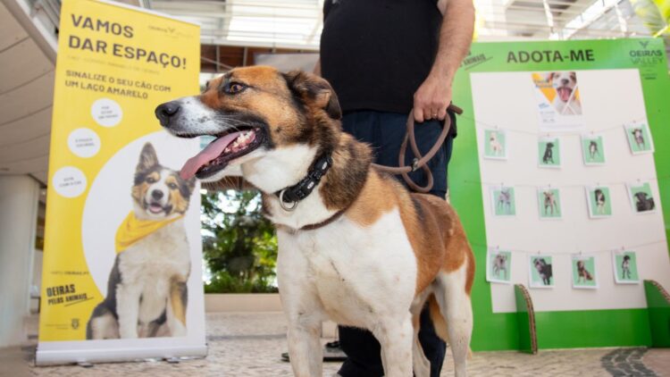 Procuro Melhor Amigo: adopta um cão ou gato em Oeiras e ganha um amigo para a vida