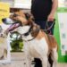 Procuro Melhor Amigo: adopta um cão ou gato em Oeiras e ganha um amigo para a vida