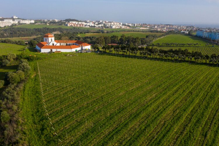 Villa Oeiras: a história do vinho que quase desapareceu e que Oeiras salvou
