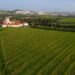 Villa Oeiras: a história do vinho que quase desapareceu e que Oeiras salvou